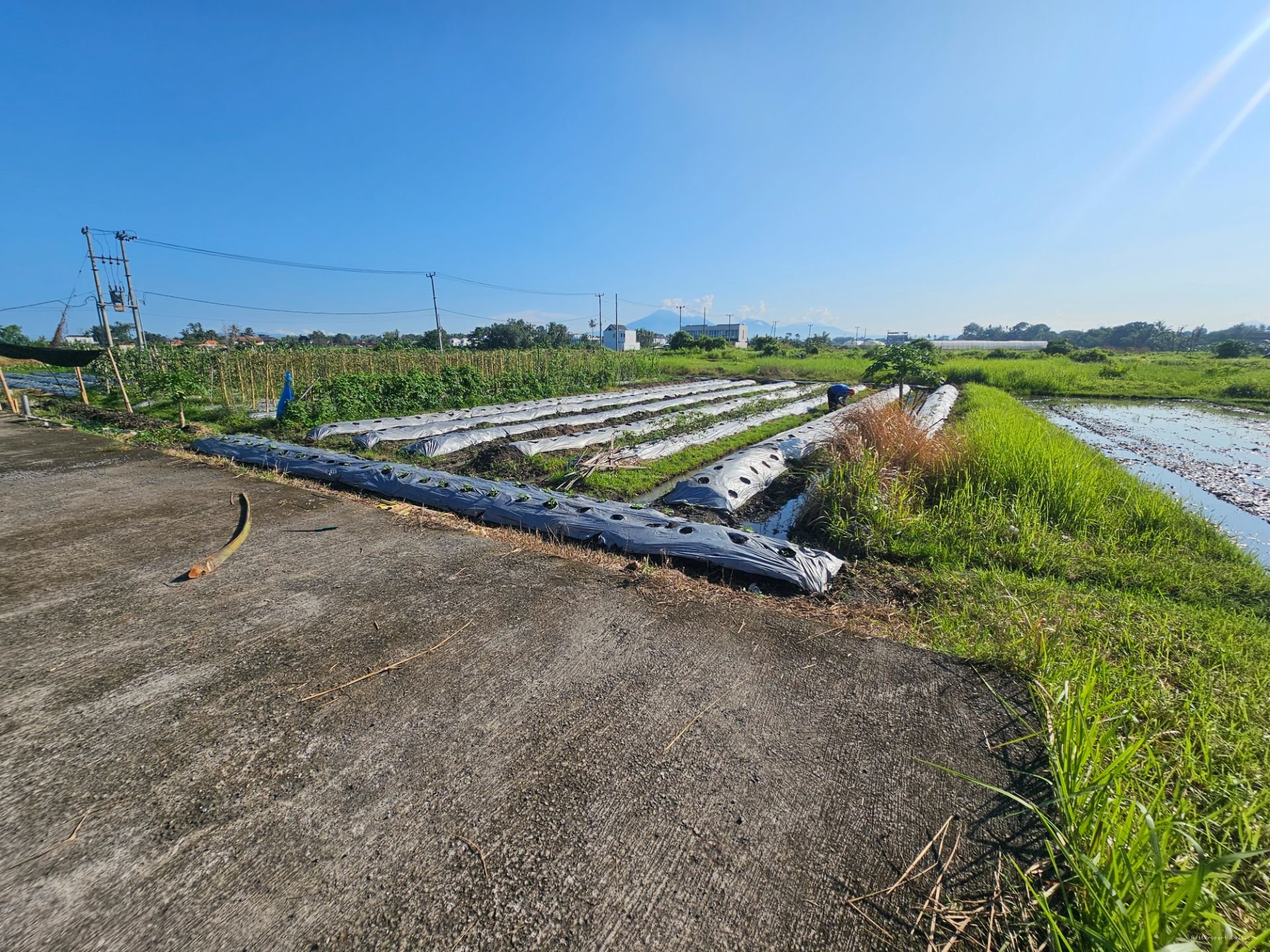 tanah kedungu T