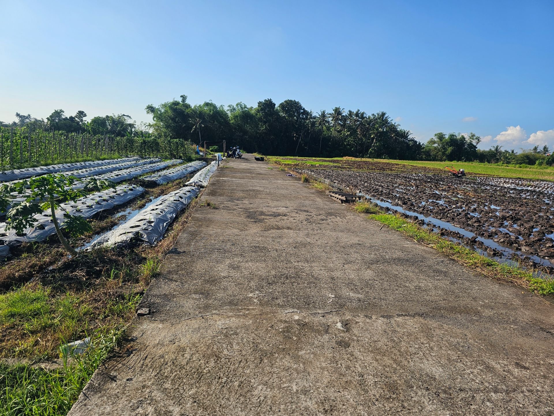 tanah kedungu T