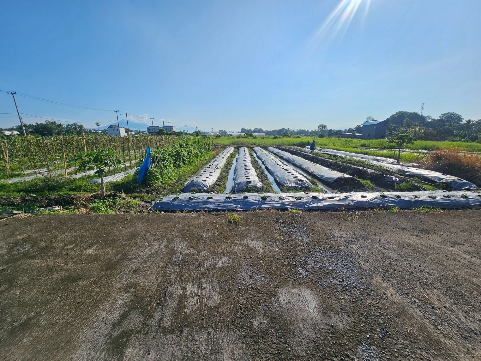 tanah kedungu T
