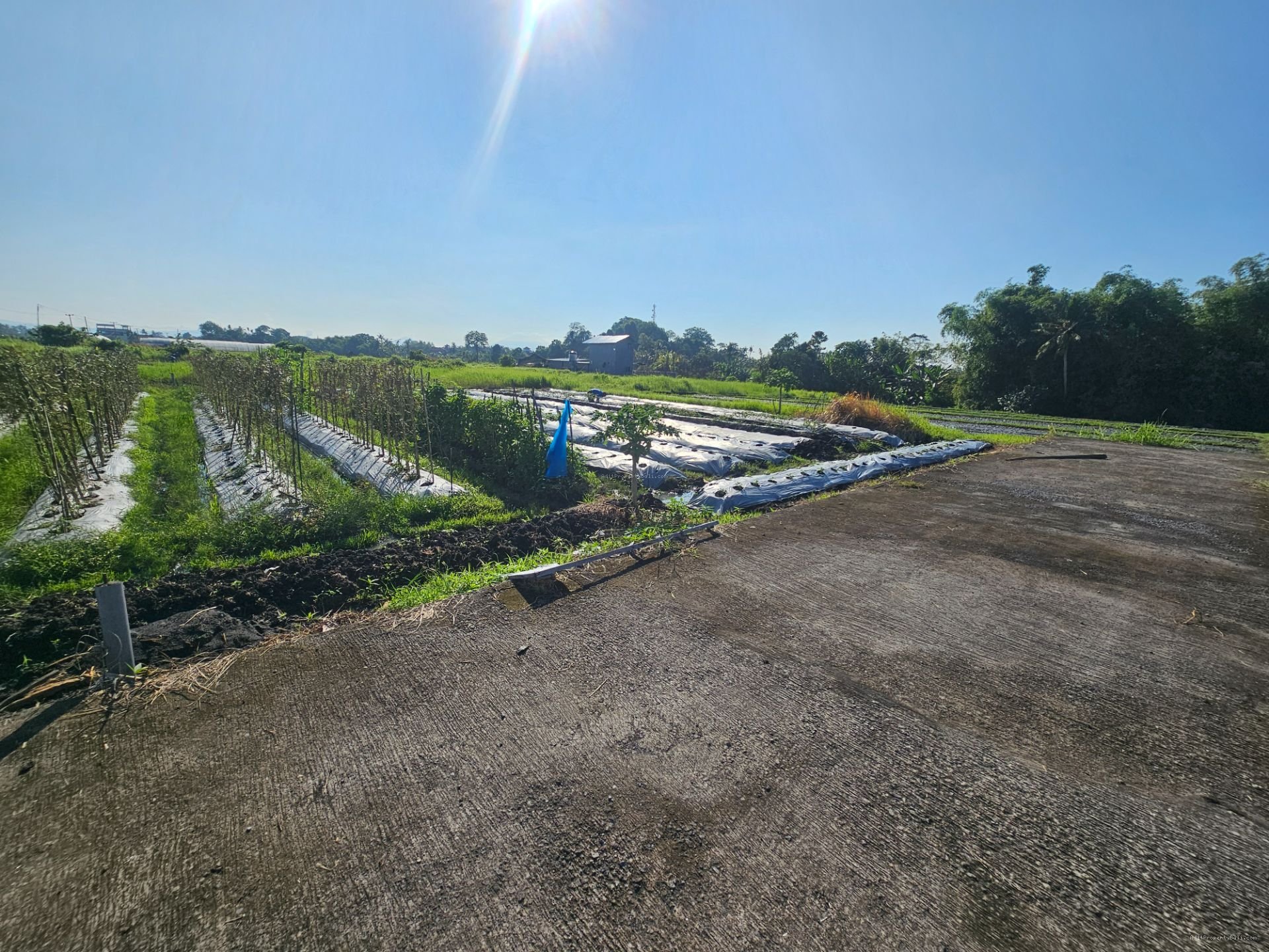 tanah kedungu T