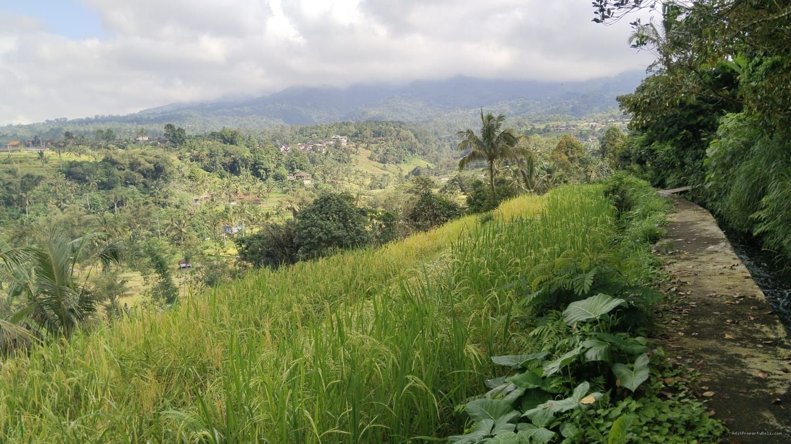 tanah jatiluwih